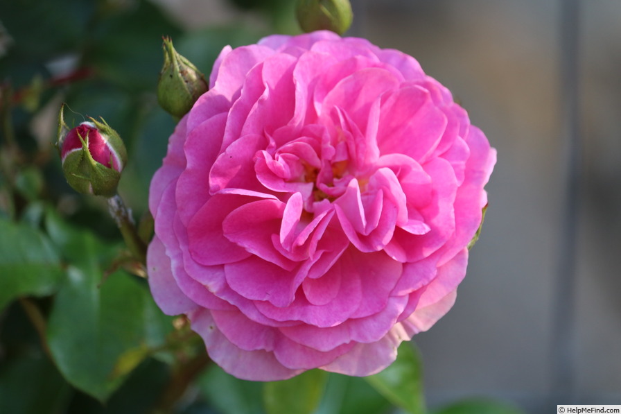 'Ozeana ®' rose photo