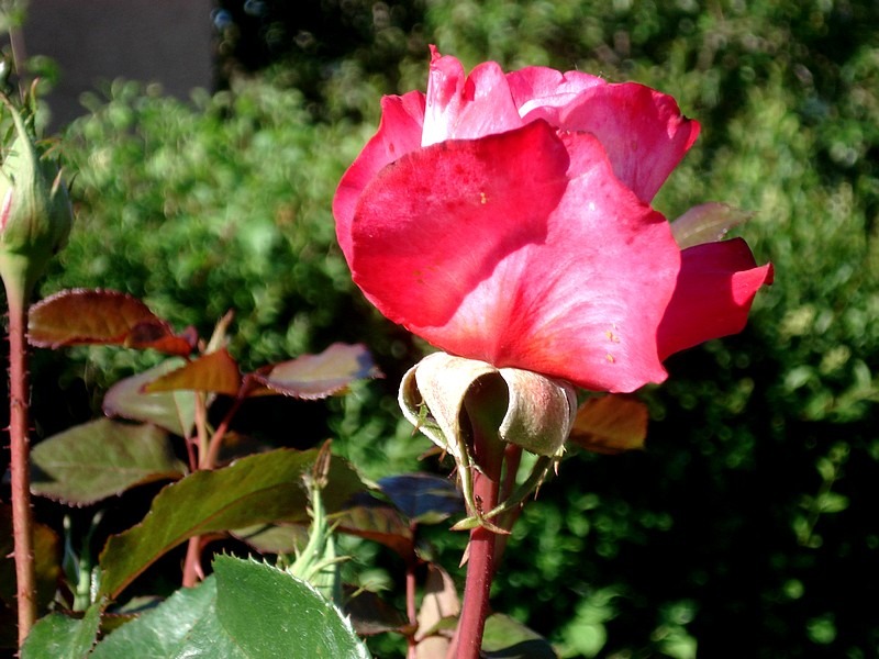 'Starion ® (hybrid tea, Dorieux before 1987)' rose photo