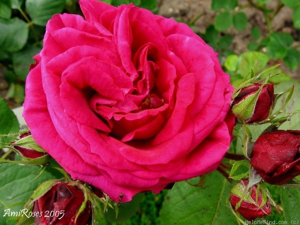 'Symmetry' rose photo