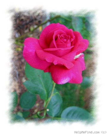 'Big Purple' rose photo