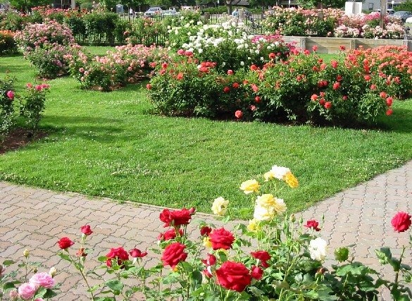 'Julia Davis Rose Garden'  photo