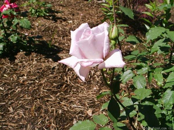 'Lady X' rose photo