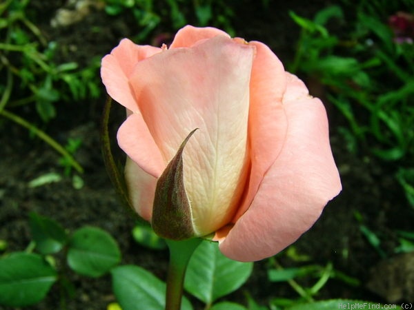 'Regatta (hybrid tea, Meilland, 1990)' rose photo
