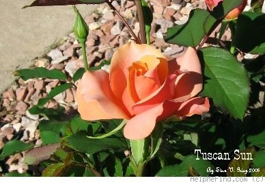 'Tuscan Sun ™' rose photo