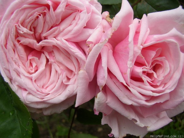 'Blossomtime (Large Flowered Climber, O'Neal, 1951)' rose photo