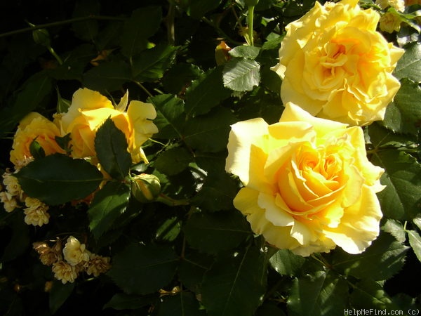 'Rimosa ®, Cl.' rose photo