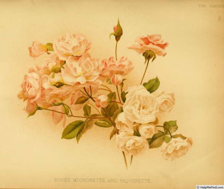 'Mignonette (polyantha, Guillot, 1875)' rose photo