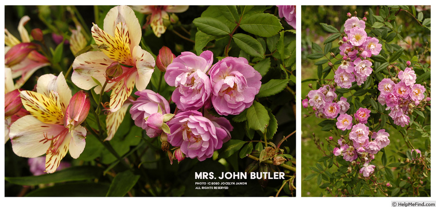 'Mrs. John Butler' rose photo