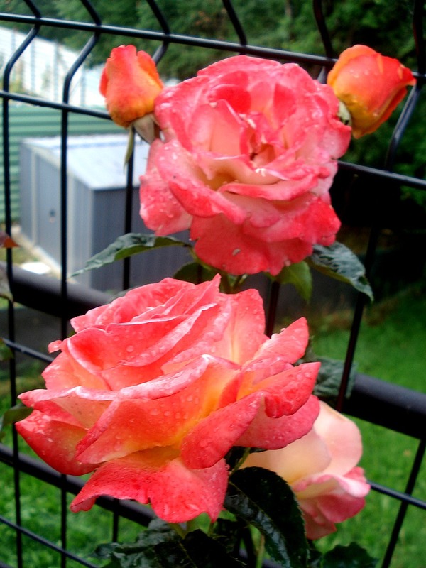 'Vendée Impériale ®' rose photo