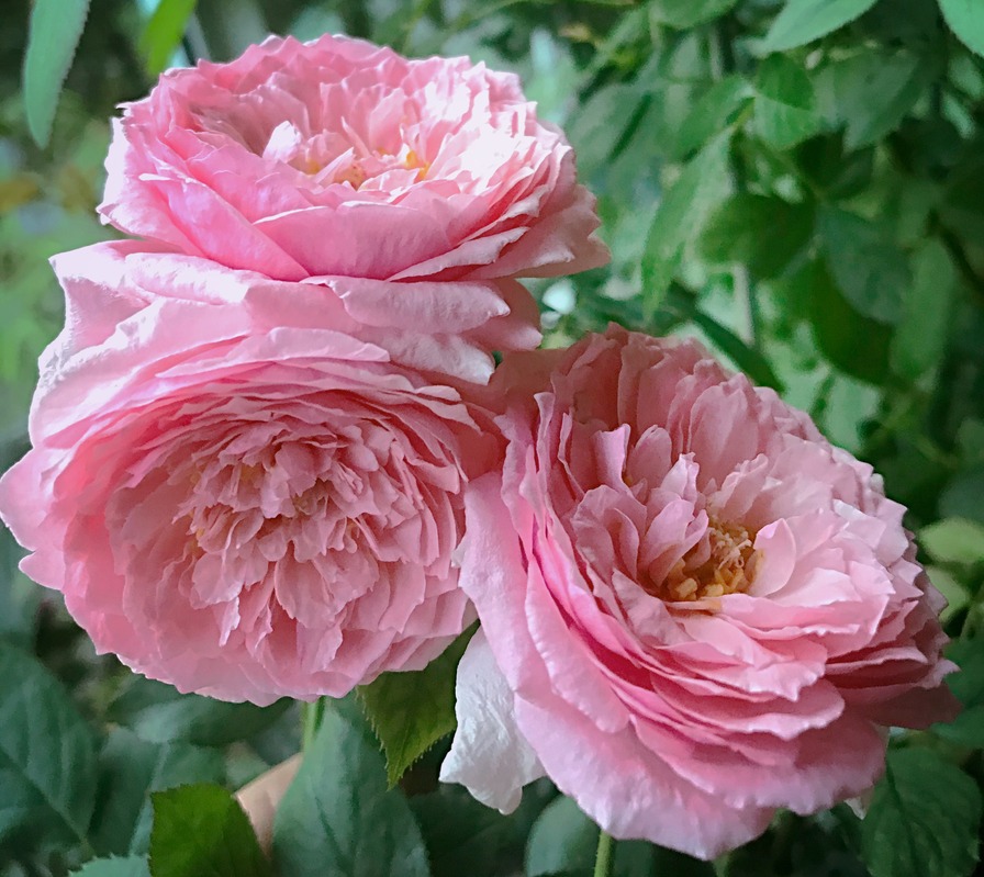 'Lady Heirloom' rose photo