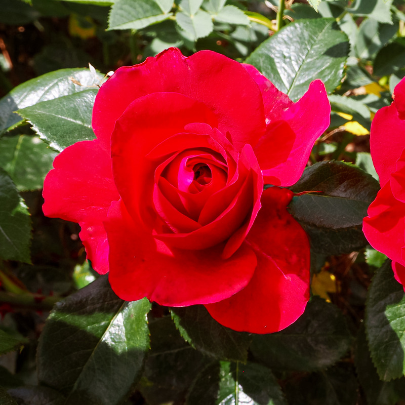 'DELrous' rose photo