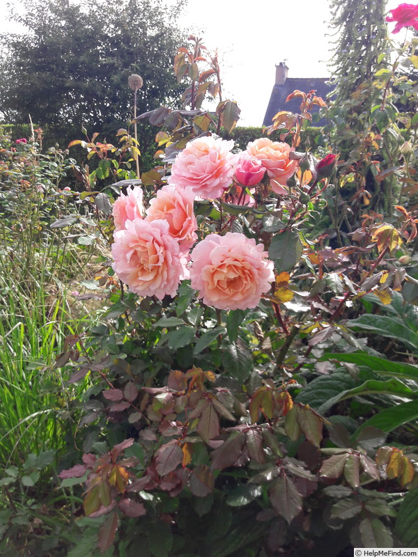 'Pierre Hermé ®' rose photo