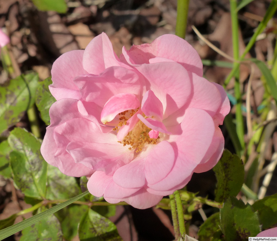'Avance' rose photo