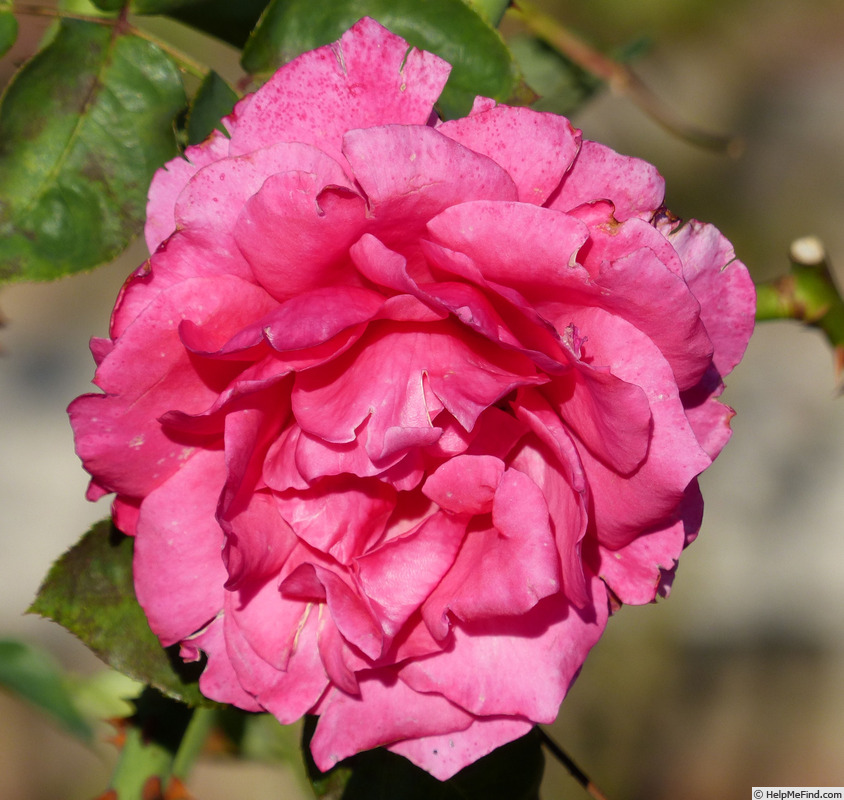 'Van Rosa' rose photo