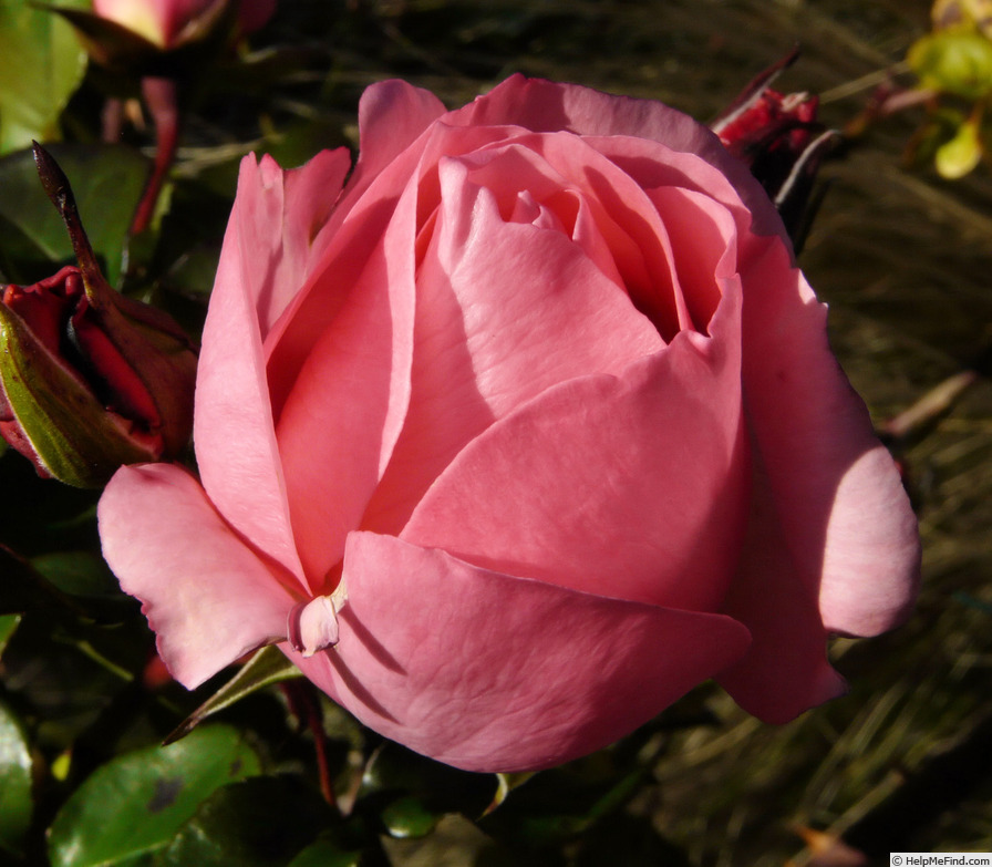 'Gisella ®' rose photo