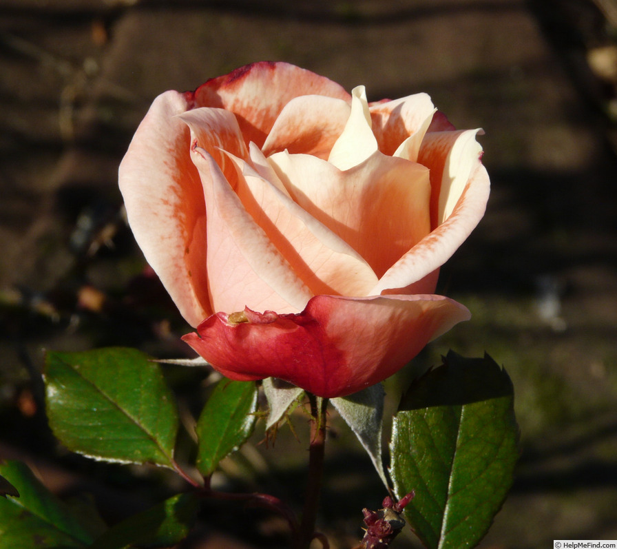 'Hanky Panky (floribunda, Carruth, 2000)' rose photo