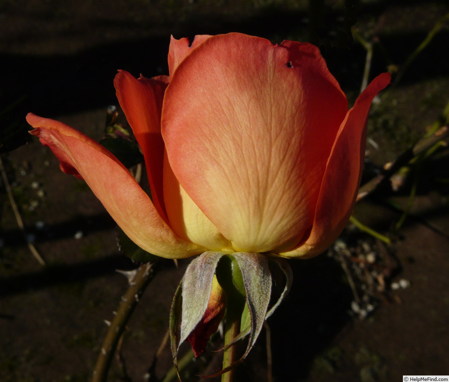 'Victorian Spice ™' rose photo