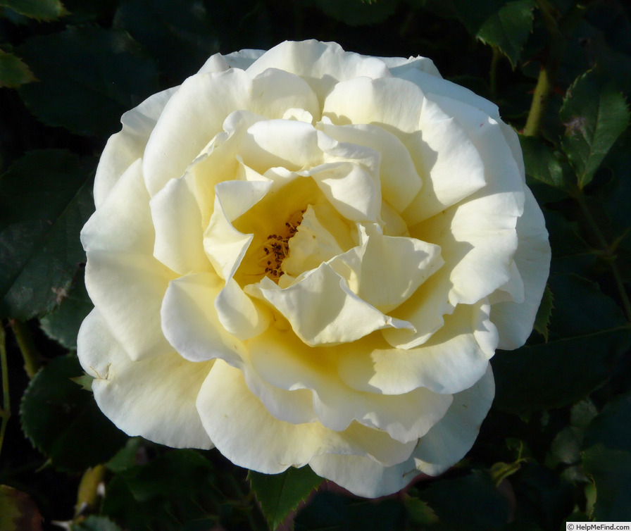 'Belle Champenoise' rose photo