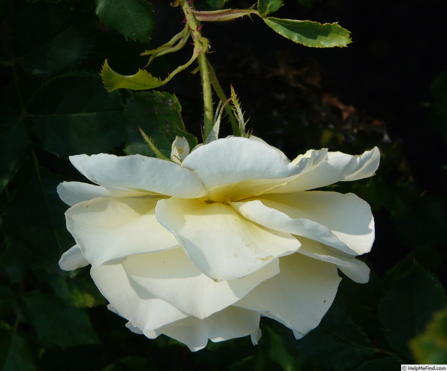 'Belle Champenoise' rose photo