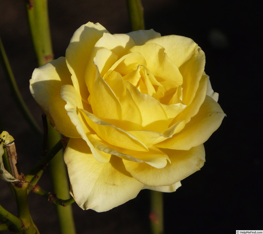 'Golden Starlite' rose photo