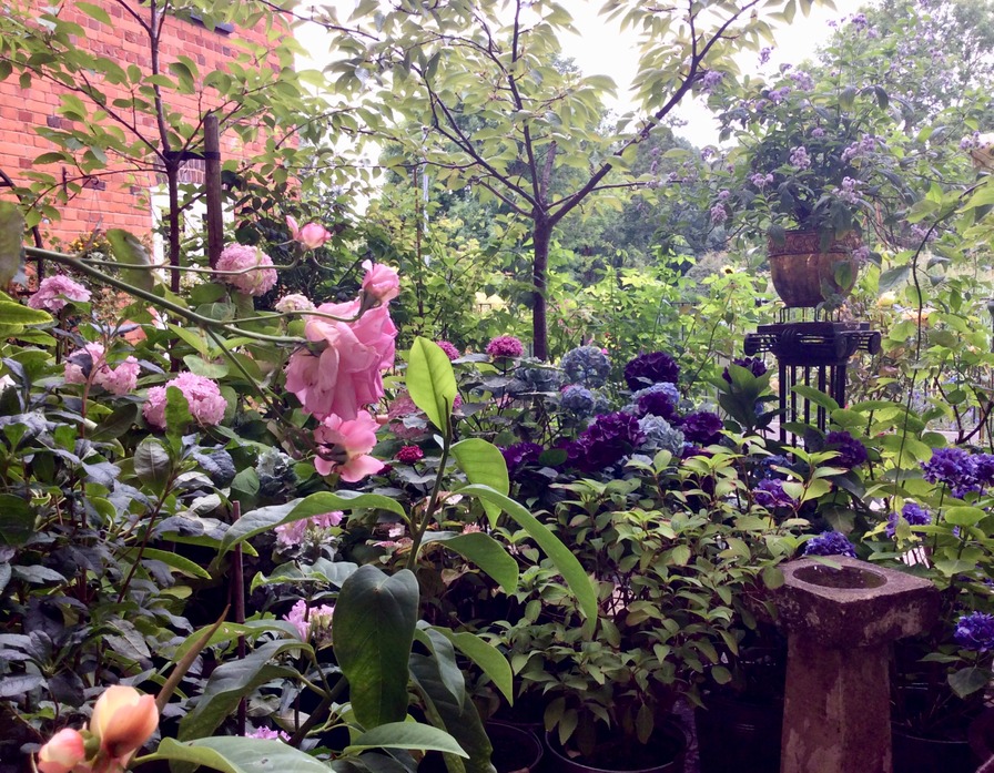 'Hamanasu's garden'  photo
