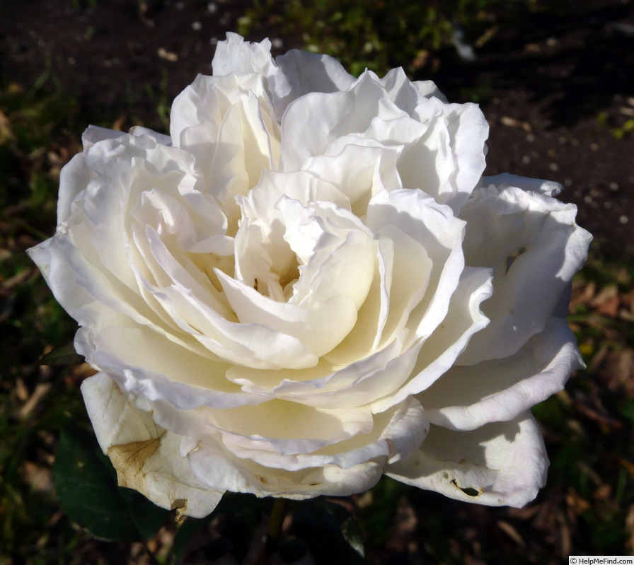 'Edmond Deshayes' rose photo