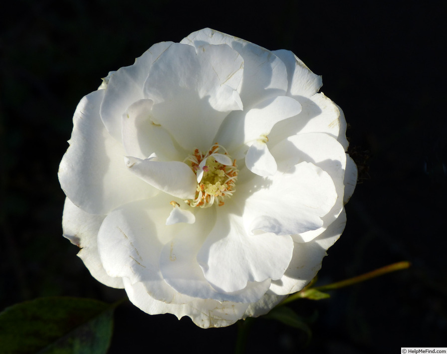 'Blanche Cascade ®' rose photo