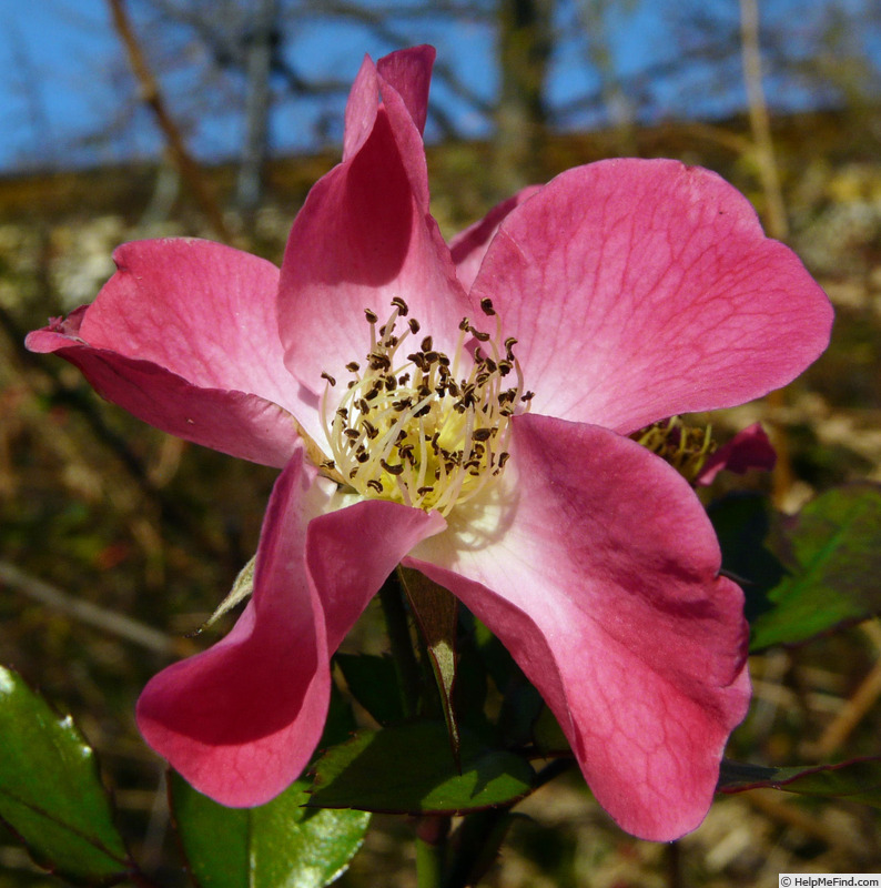 'Cumbaya ® (floribunda, Meilland, 1998)' rose photo