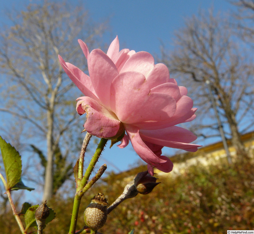 'Satina (patio, Evers/Tantau, 1992)' rose photo