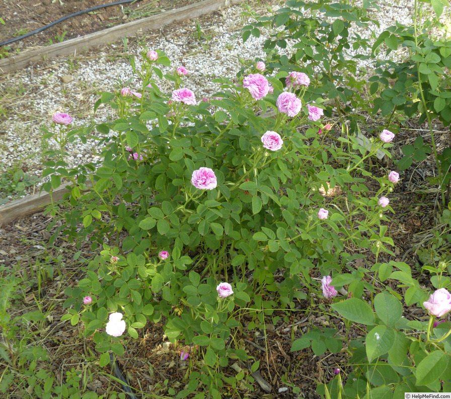 'Ville de Toulouse' rose photo