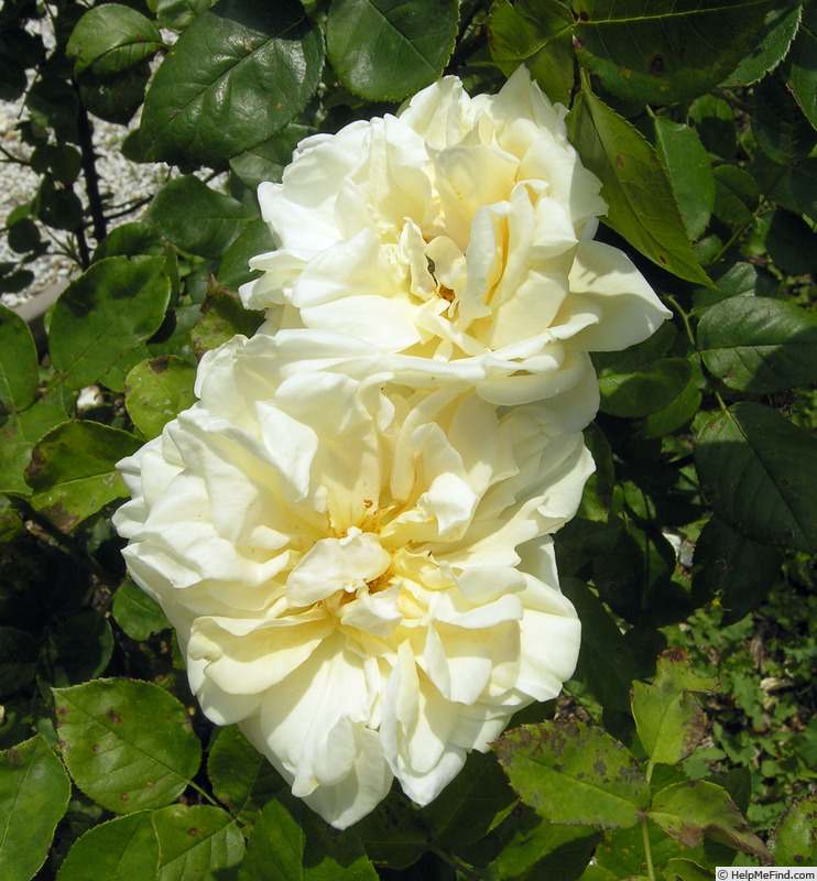 'Goldene Druschki' rose photo