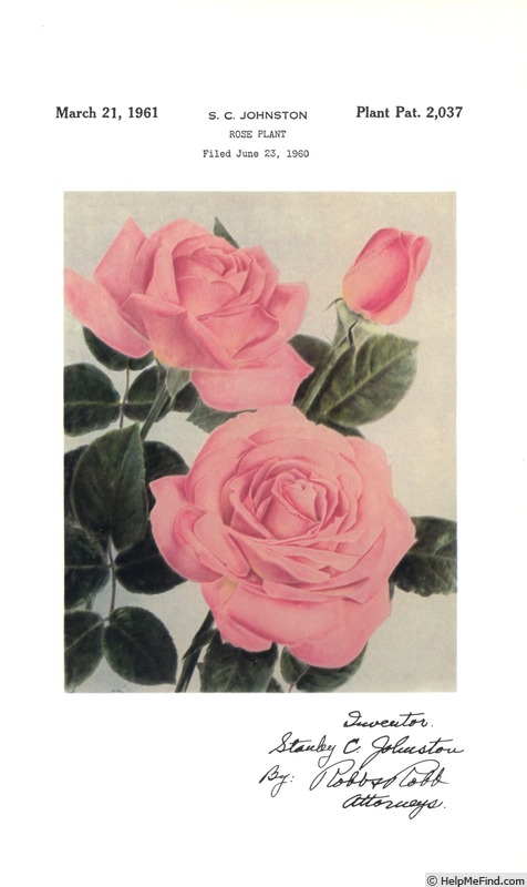 'Chicago Peace' rose photo