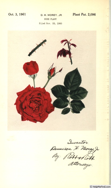 'American Home (hybrid tea, Morey, 1960)' rose photo