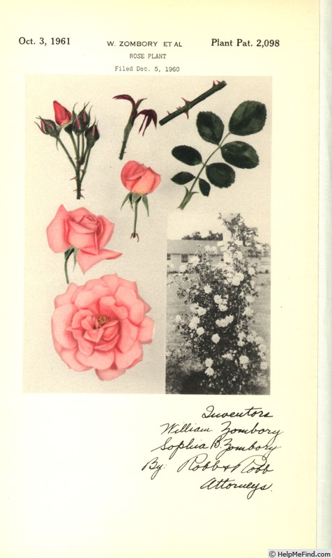 'Coral Satin' rose photo