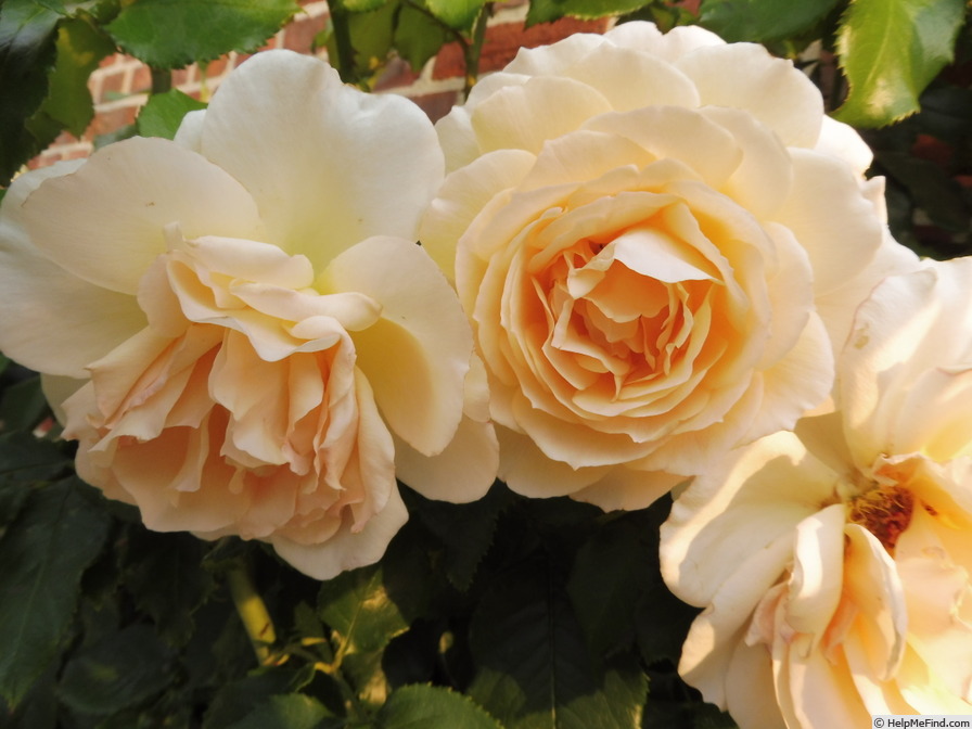 'Chandos Beauty' rose photo