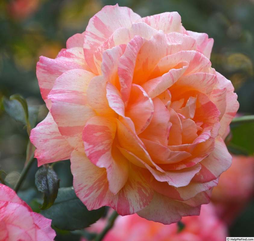 'Rainbow Niagara' rose photo
