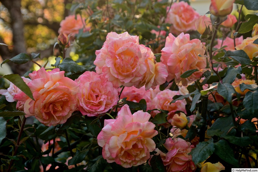 'Rainbow Niagara' rose photo