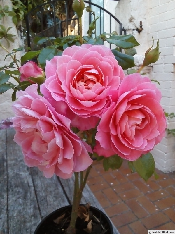 'Fragrance King Terrazza' rose photo