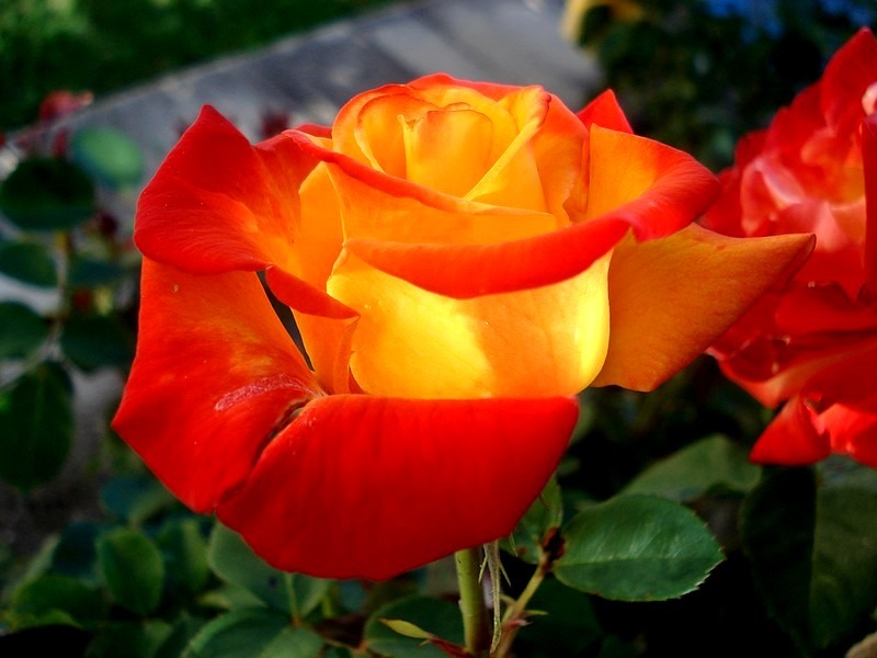 'Henryane de Chaponay ®' rose photo