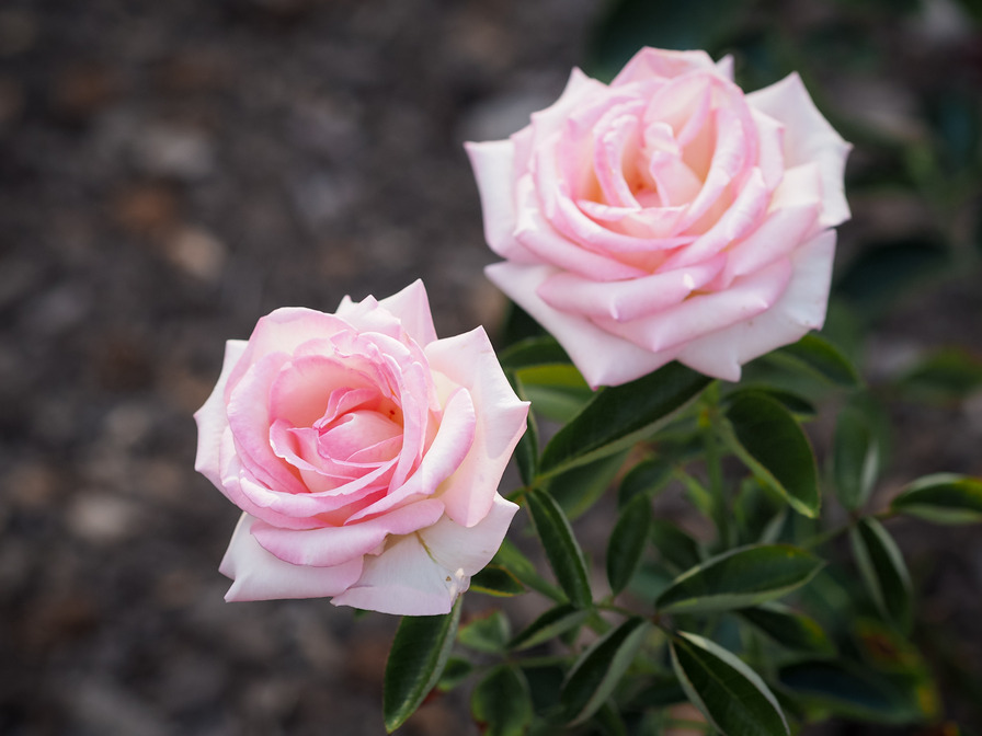 'Grace Kelly' rose photo