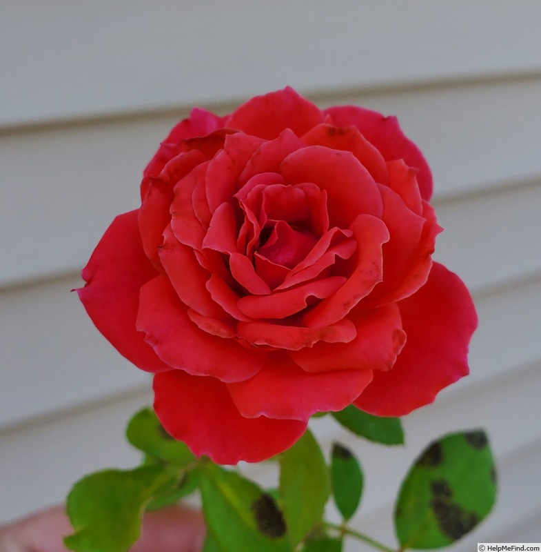 'Rock Star' rose photo