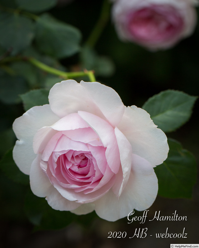 'Geoff Hamilton' rose photo