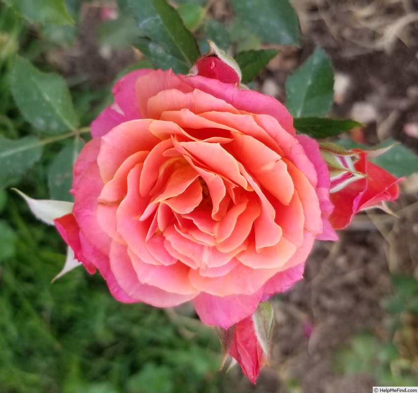 'Disneyland Rose ®' rose photo