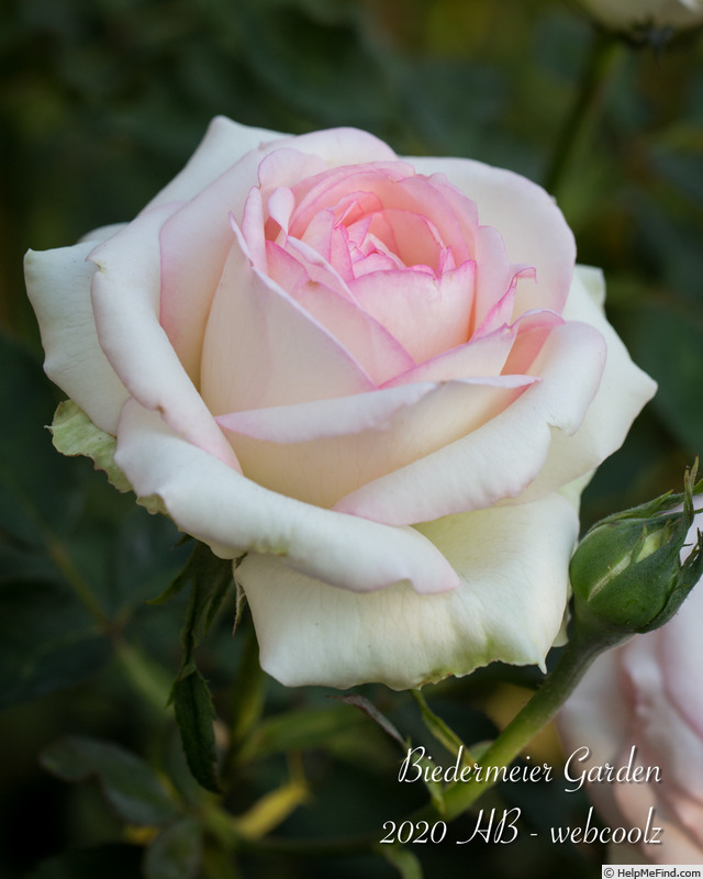 'Biedermeier Garden ®' rose photo