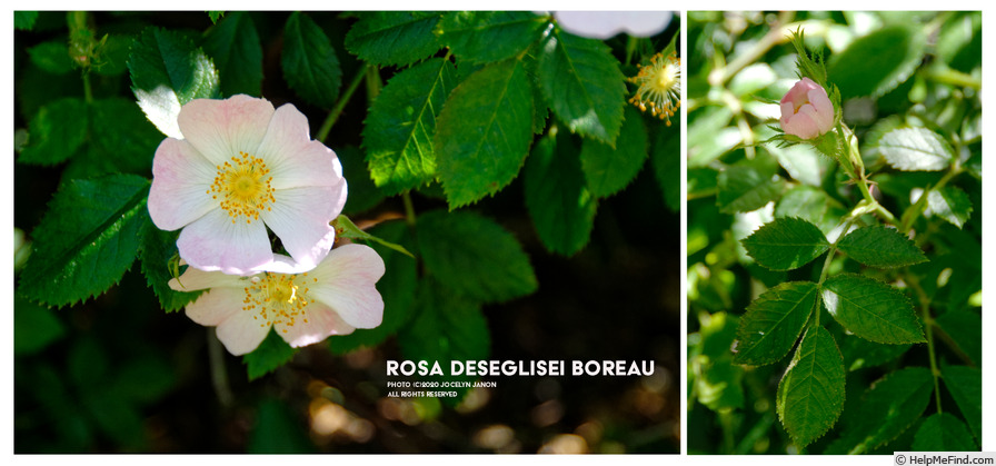 '<i>Rosa deseglisei</i> Boreau' rose photo