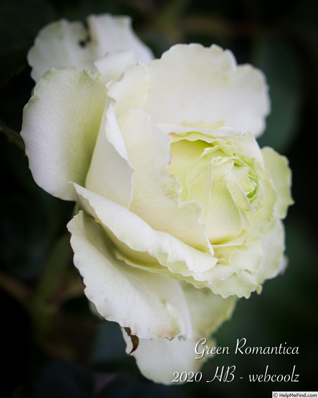'Green Romantica ®' rose photo