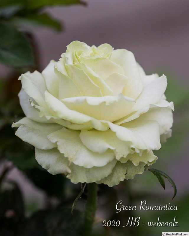 'Green Romantica ®' rose photo