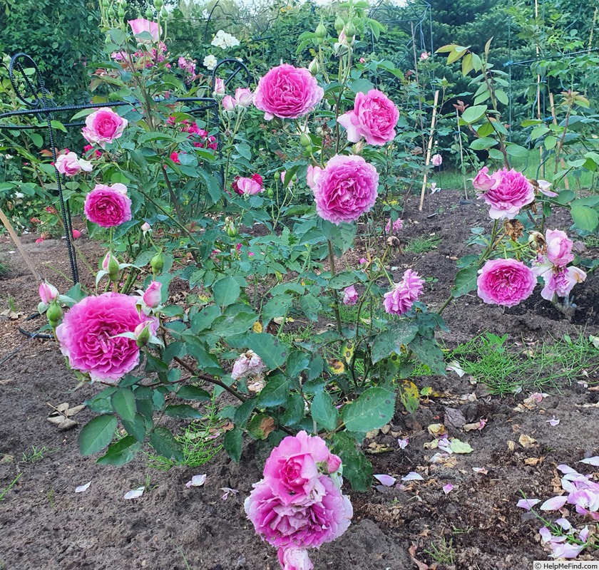 'Sheherazade ®' rose photo