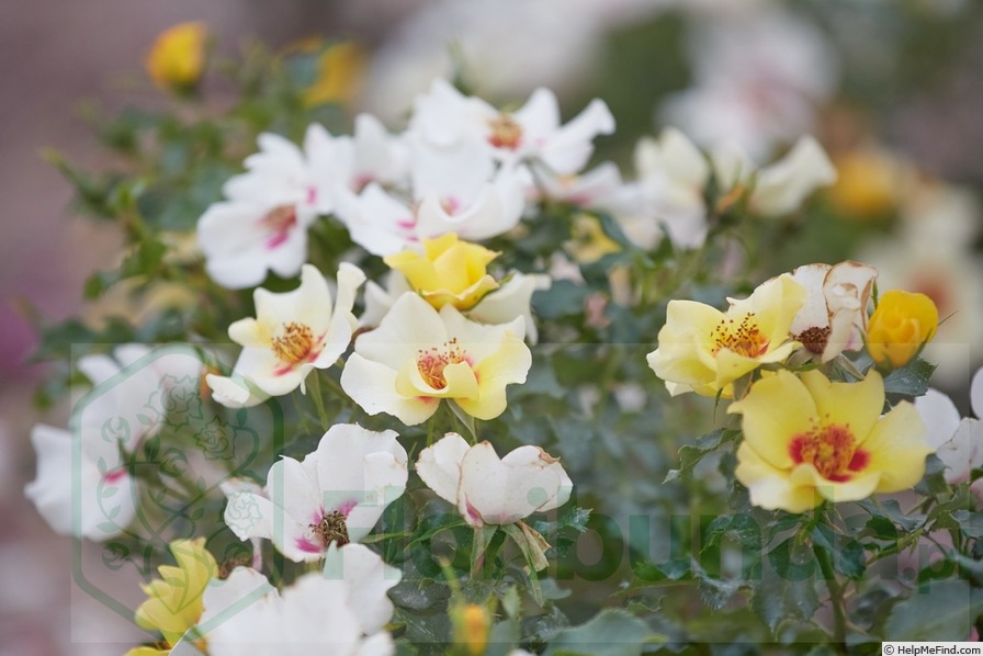 'Cream Babylon Eyes ®' rose photo