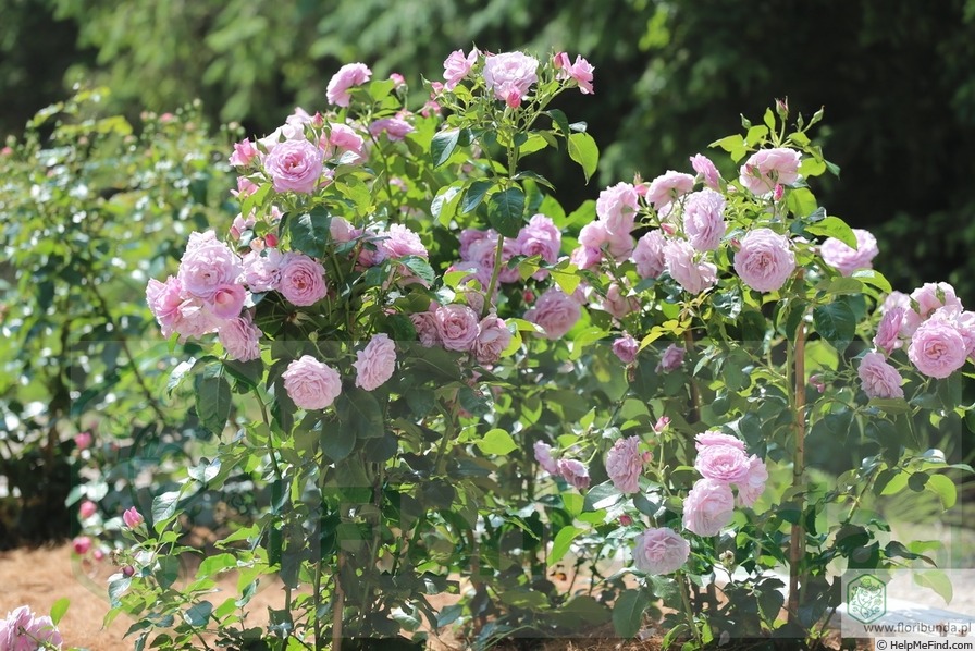 'Lady Perfume ®' rose photo